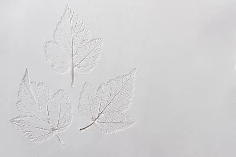 Silhouette of tree leaf printed on .smooth flat surface or table. Top view of Stock Photos