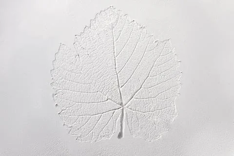 Silhouette of tree leaf printed on .smooth flat surface or table. Top view of Stock-Fotos