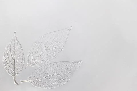 Silhouette of tree leaf printed on .smooth flat surface or table. Top view of Stock-Fotos