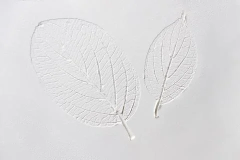 Silhouette of tree leaf printed on .smooth flat surface or table. Top view of Stock Photos
