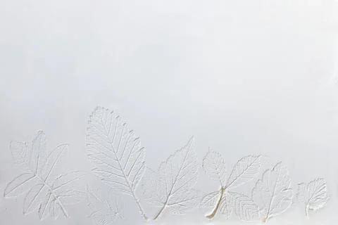 Silhouette of tree leaf printed on .smooth flat surface or table. Top view of 写真素材