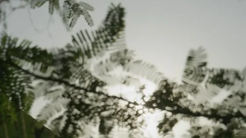 Silhouette of Tree Leaves Blowing by Wind As the Sun Shines Stock Footage 243684022