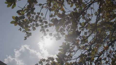 Silhouette of Tree Leaves Video stock 243683634