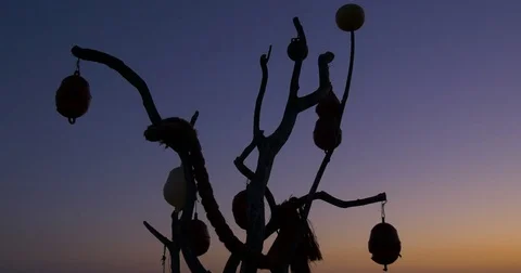 Silhouette Tree Marine Sunset Stock Footage 73166254