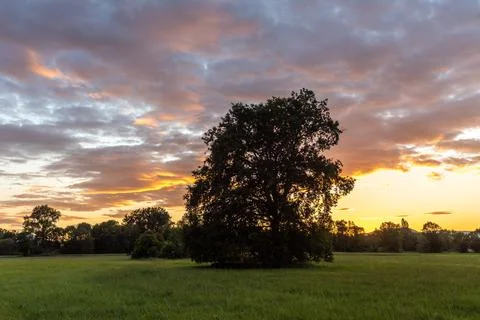 Silhouette of tree in a meadow on a spring evening in the French countryside Stock Photos