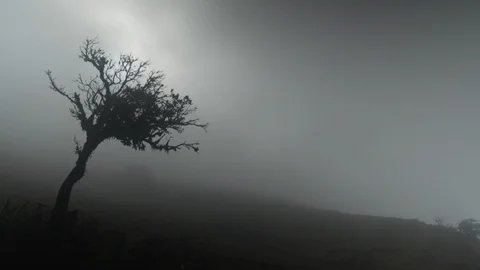 Silhouette of a tree on a misty mountain 스톡 동영상 87496486