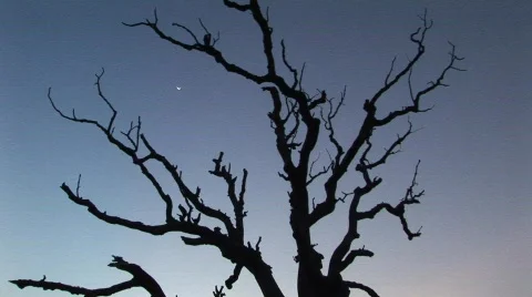 Silhouette of tree with moon Stock Footage 475863