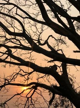 Silhouette of a tree in a park Фото
