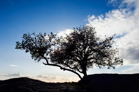 Silhouette tree Stock Photos