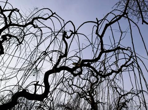 The silhouette of tree Foto stock