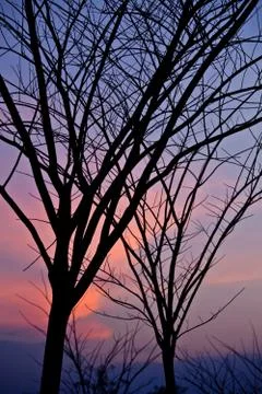 Silhouette of tree Stock Photos