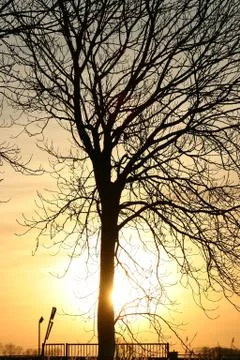 Silhouette of tree Stock Photos