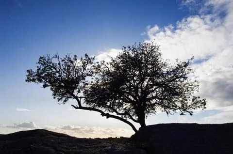 Silhouette tree Stock Photos