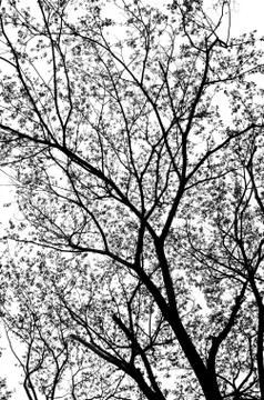 Silhouette tree Stock Photos