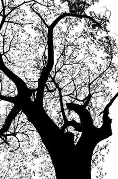 Silhouette tree Foto stock