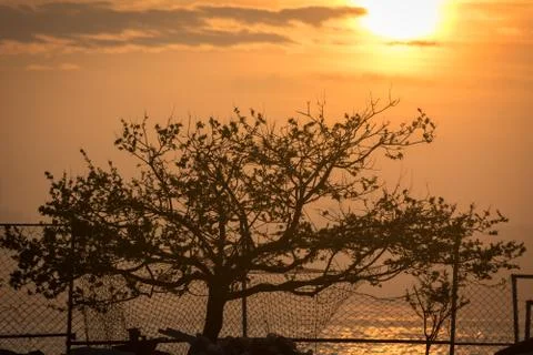 Silhouette of the tree Stock Photos