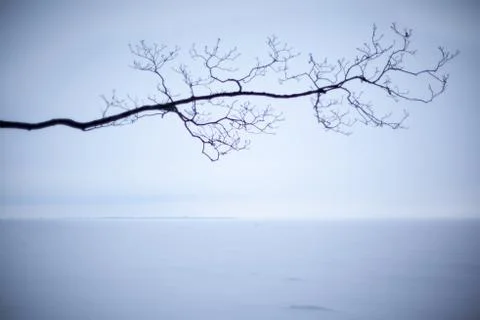 Silhouette tree Stock Photos
