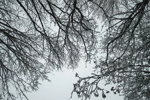 Silhouette of tree Stock Photos