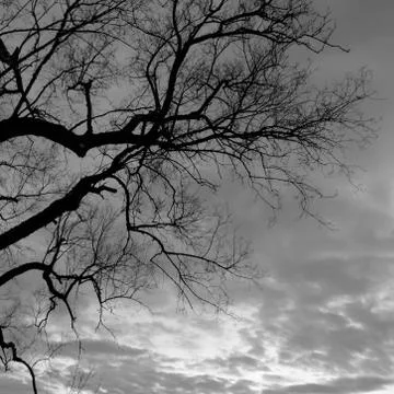 Silhouette of a tree Stock Photos