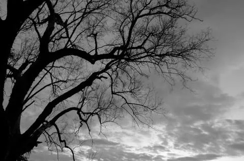 Silhouette of a tree Stock-Fotos