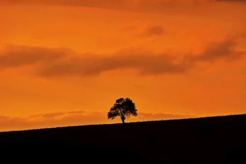 Silhouette of a Tree Stock Photos