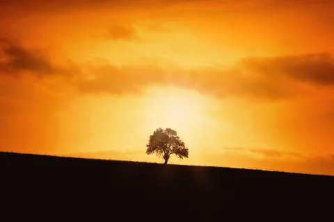 Silhouette of a Tree Foto stock