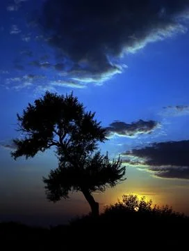 The silhouette of a tree Foto stock