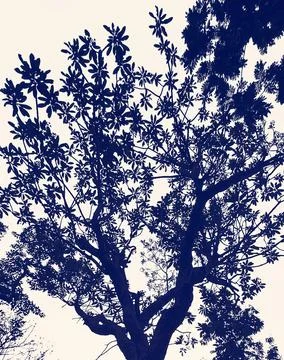 Silhouette of a tree Stock Photos