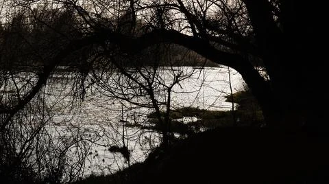 Silhouette of a tree Stock Photos