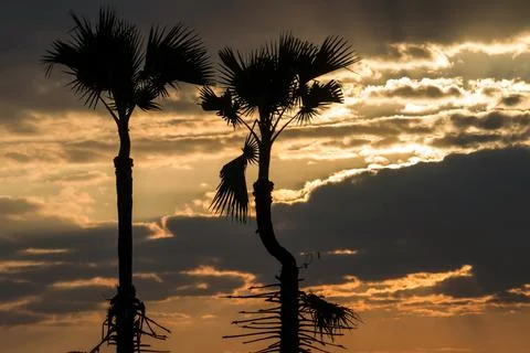 Silhouette of tree Stock Photos