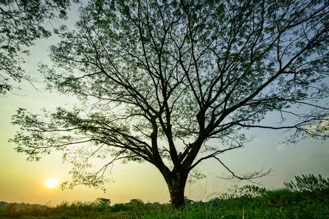 Silhouette of a tree Stock Photos