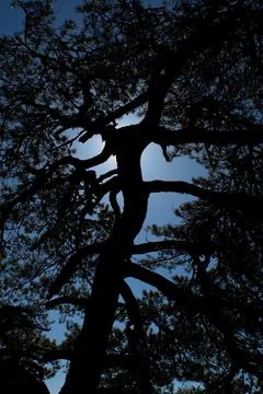 Silhouette of tree. Foto stock