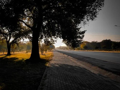 Silhouette of the tree Stock Photos