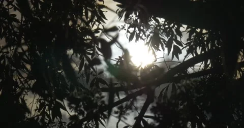 Silhouette of The Tree, Piece Of Sky, Sun Is Setting, Blurred Background Stock Footage 50864593