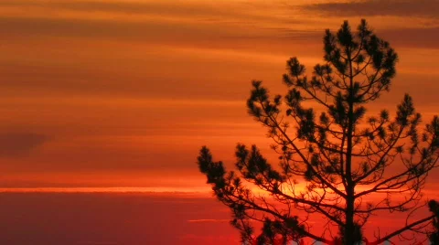 Silhouette tree on a red sunset Stock Footage 478750