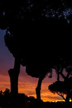 Silhouette of tree in shadow puppets at sunset in Rome Stock Photos