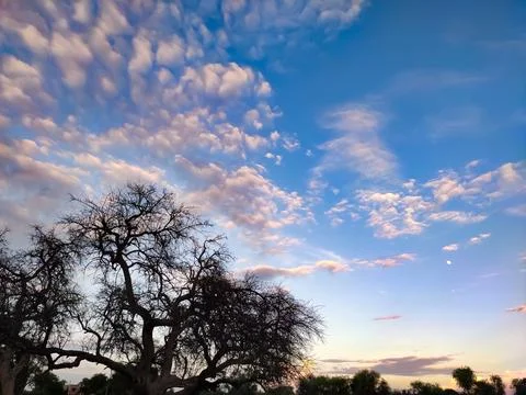 Silhouette of tree with shining clouds in the sky at sunset time Stock Photos