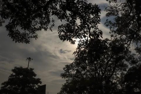 Silhouette of tree with sky in the background Fotos de archivo