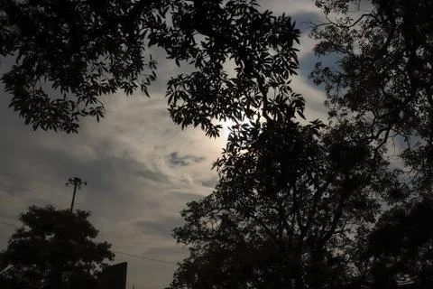 Silhouette of tree with sky in the background Fotos de archivo
