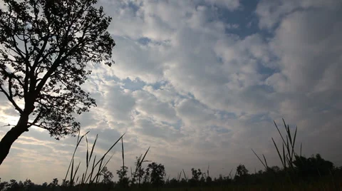 Silhouette tree with sky Stock Footage 33830460