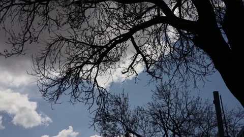Silhouette of a tree in the sky Stock Footage 178492109