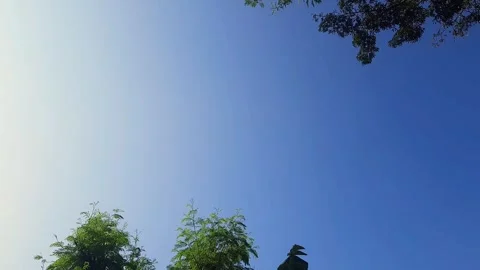 Silhouette of a tree in the sky Stock Footage 313674056