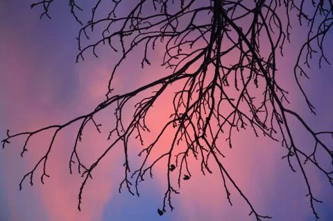 Silhouette of a tree in the sky at sunset Stock Photos