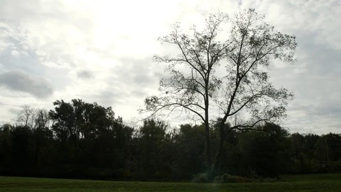 Silhouette tree slider cloudy day Stock Footage 96550393