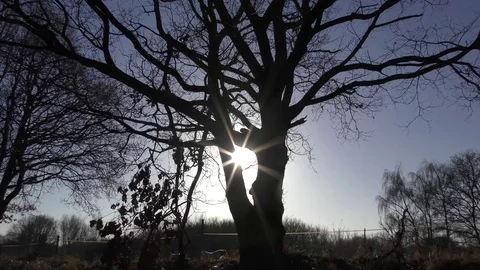 Silhouette tree sun blue sky winter Stock Footage 71396990