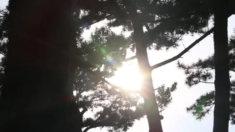 Silhouette of a tree in the sun Video stock 306040451