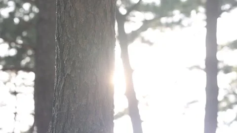 Silhouette of a tree in the sun	 Vídeos de archivo 306040455