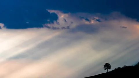 A silhouette of a tree with sunbeams Stock Photos