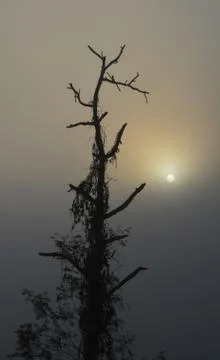Silhouette of Tree in Sunrise Stock Photos