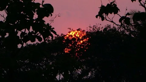 Silhouette of tree with the sunrise.Time lapse Stock Footage 74183461